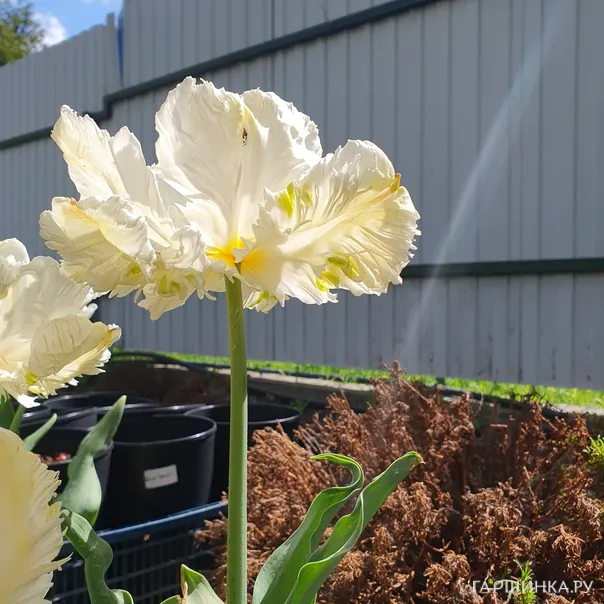 превью изображения отзыва