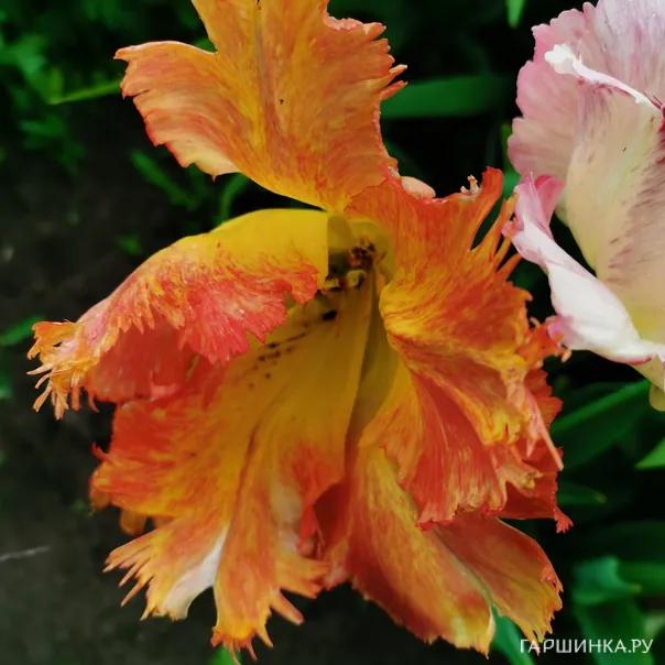 превью изображения отзыва