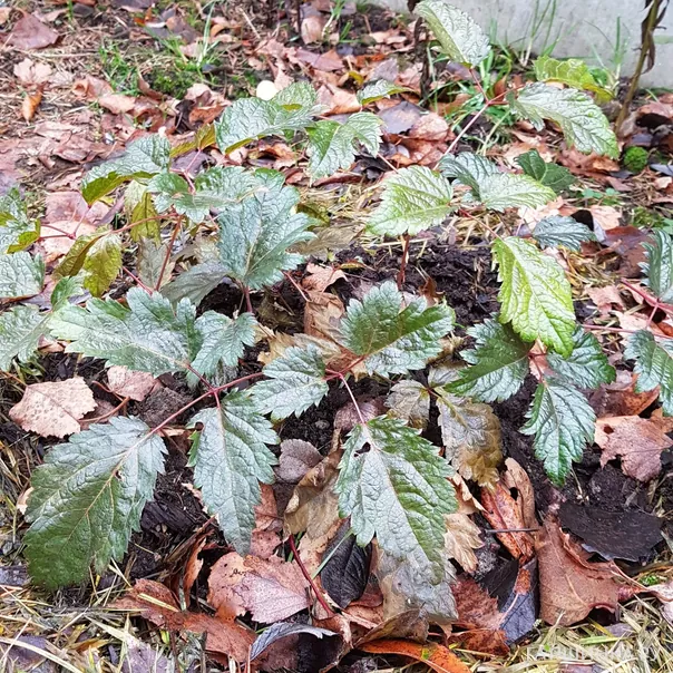 превью изображения отзыва