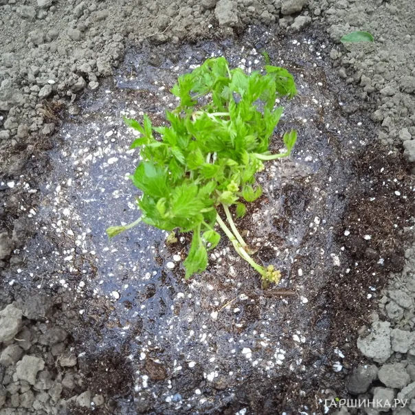 превью изображения отзыва