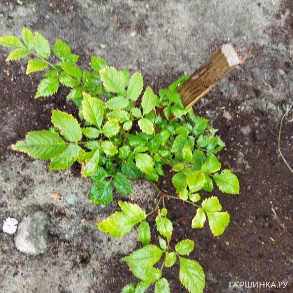 превью изображения отзыва