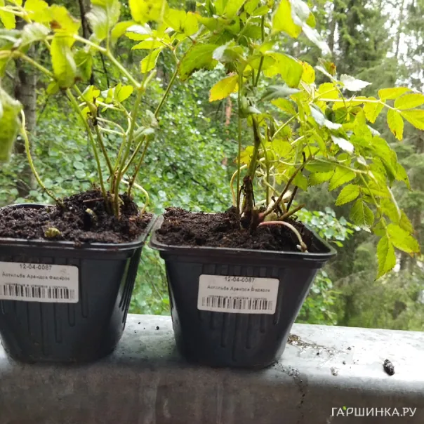 превью изображения отзыва