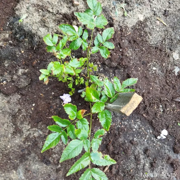 превью изображения отзыва