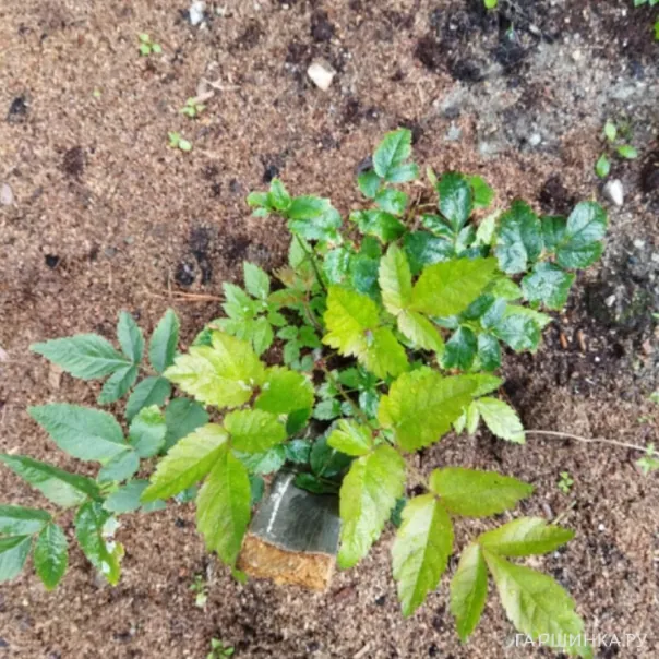 превью изображения отзыва