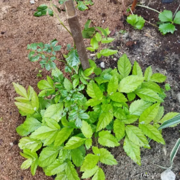 превью изображения отзыва