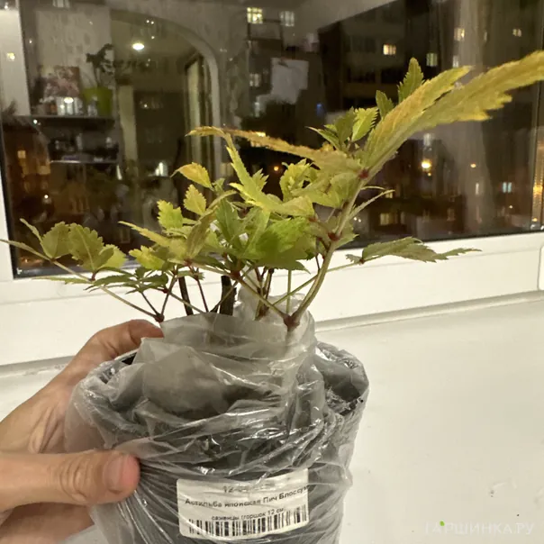 превью изображения отзыва