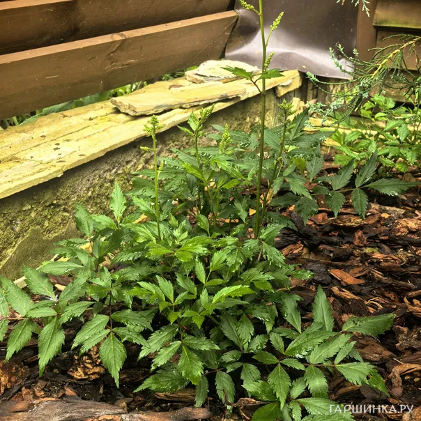 превью изображения отзыва