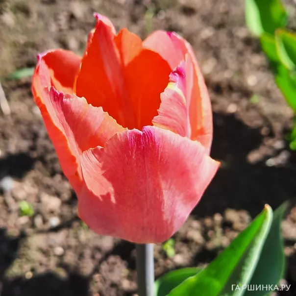 превью изображения отзыва