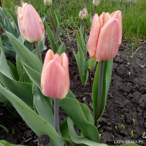 превью изображения отзыва