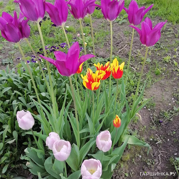 превью изображения отзыва