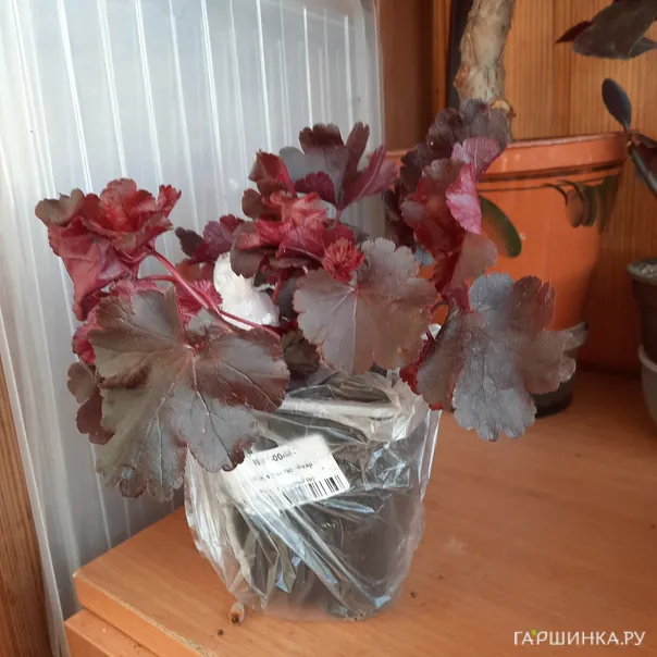 превью изображения отзыва