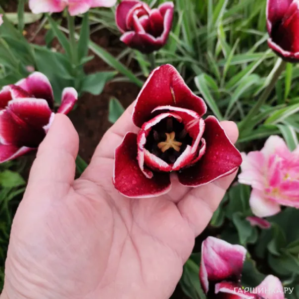 превью изображения отзыва