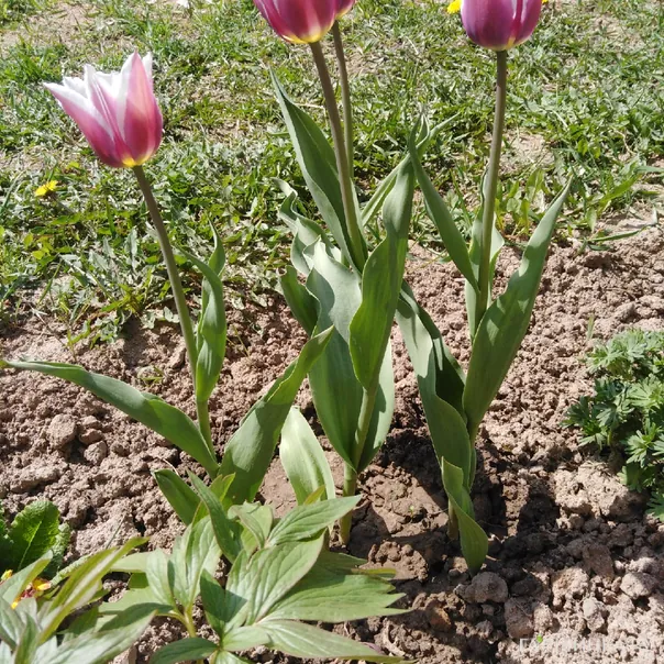 превью изображения отзыва