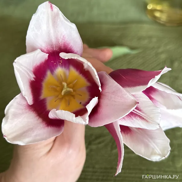 превью изображения отзыва