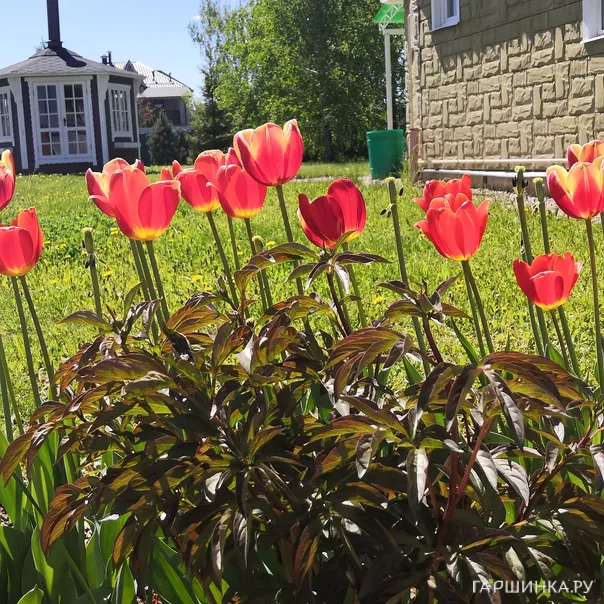 превью изображения отзыва