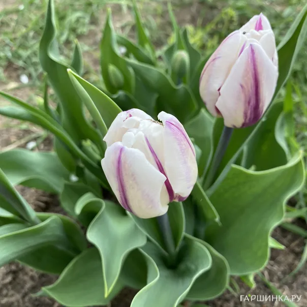 превью изображения отзыва