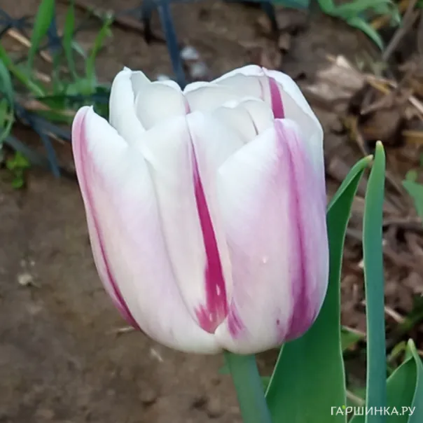 превью изображения отзыва