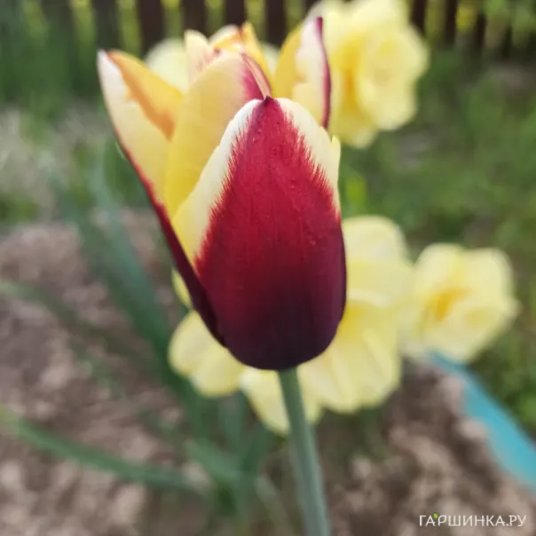 превью изображения отзыва