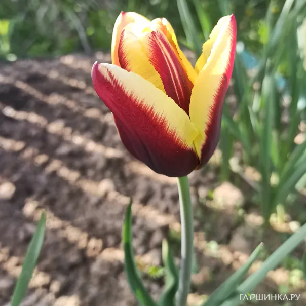 превью изображения отзыва