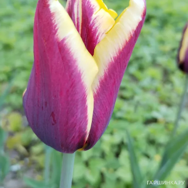 превью изображения отзыва