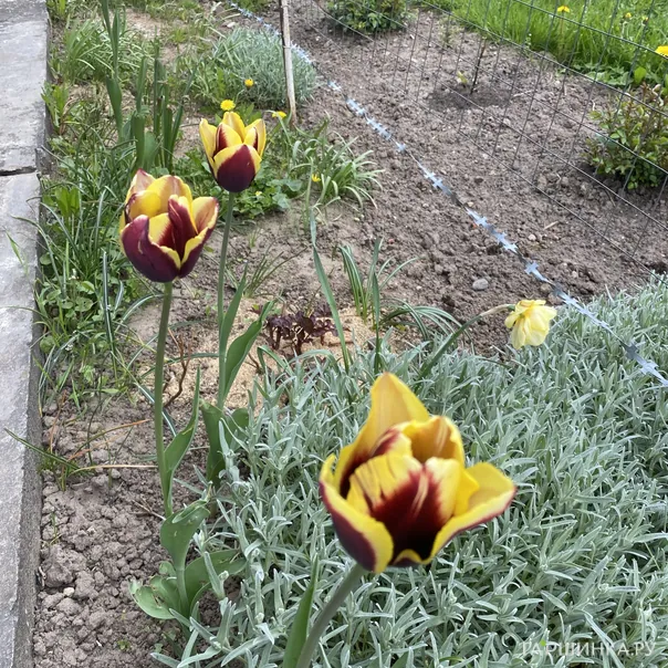 превью изображения отзыва