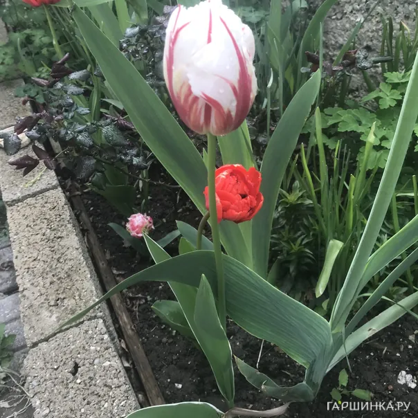 превью изображения отзыва