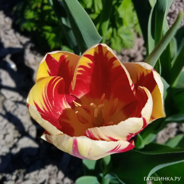 превью изображения отзыва