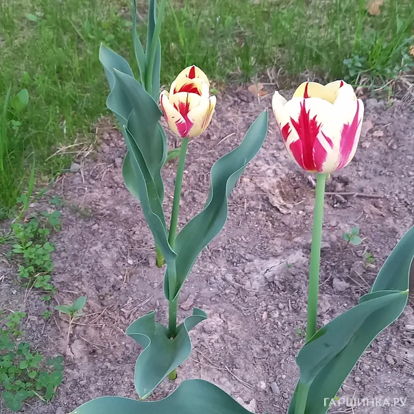 превью изображения отзыва