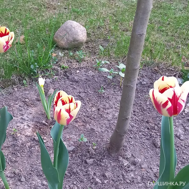 превью изображения отзыва