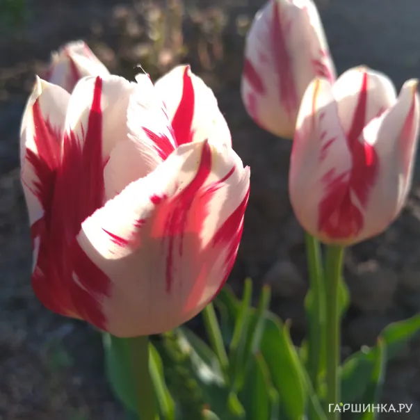 превью изображения отзыва