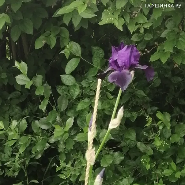 превью изображения отзыва
