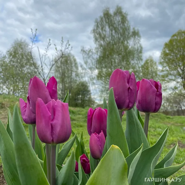 превью изображения отзыва