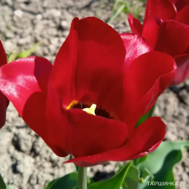 превью изображения отзыва