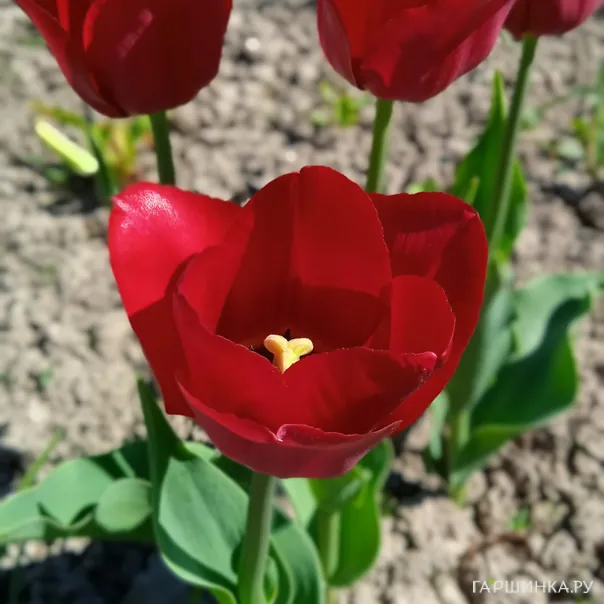 превью изображения отзыва