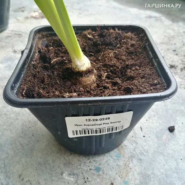 превью изображения отзыва