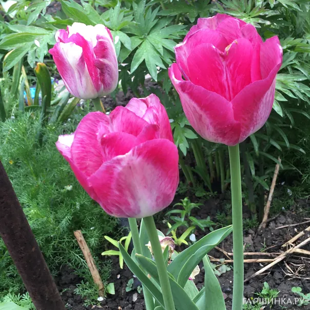 превью изображения отзыва