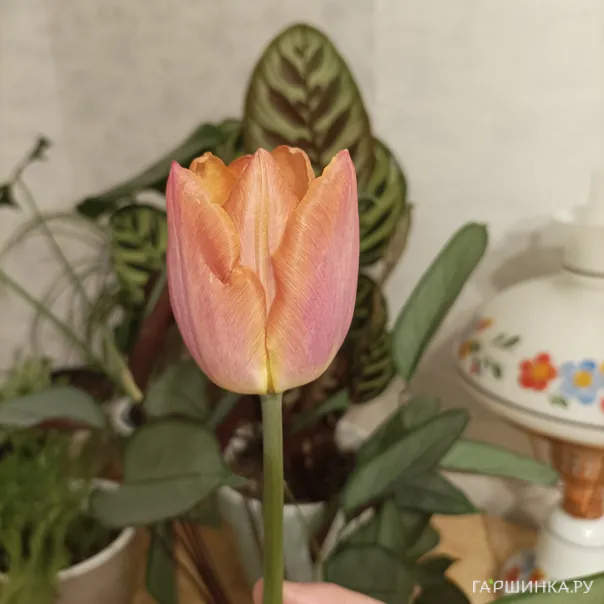 превью изображения отзыва