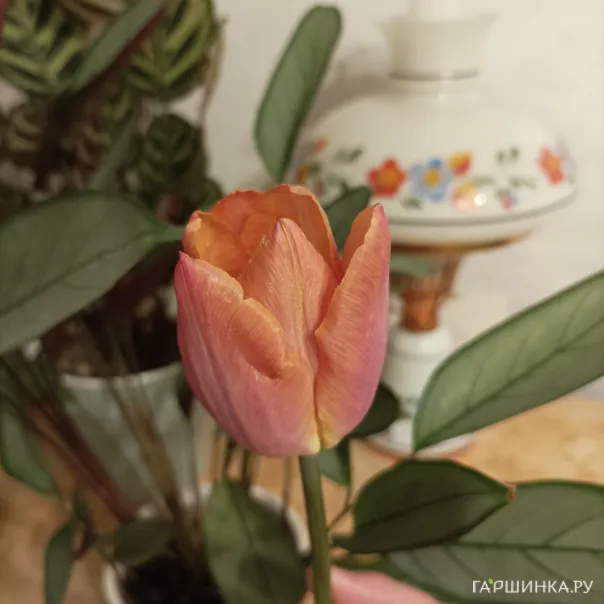 превью изображения отзыва