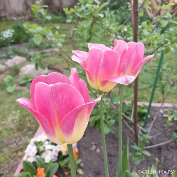 превью изображения отзыва