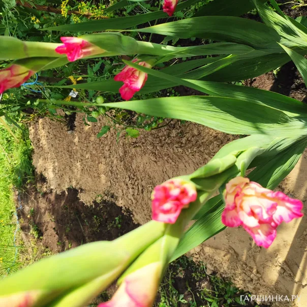 превью изображения отзыва