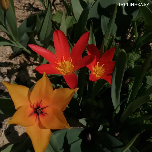 превью изображения отзыва