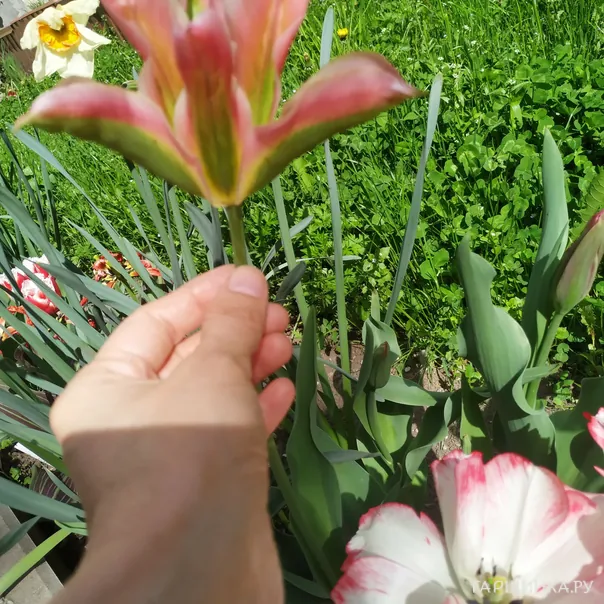 превью изображения отзыва