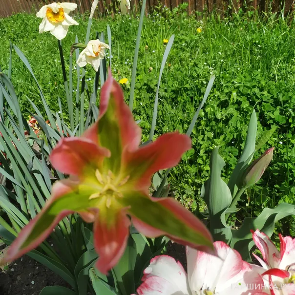 превью изображения отзыва