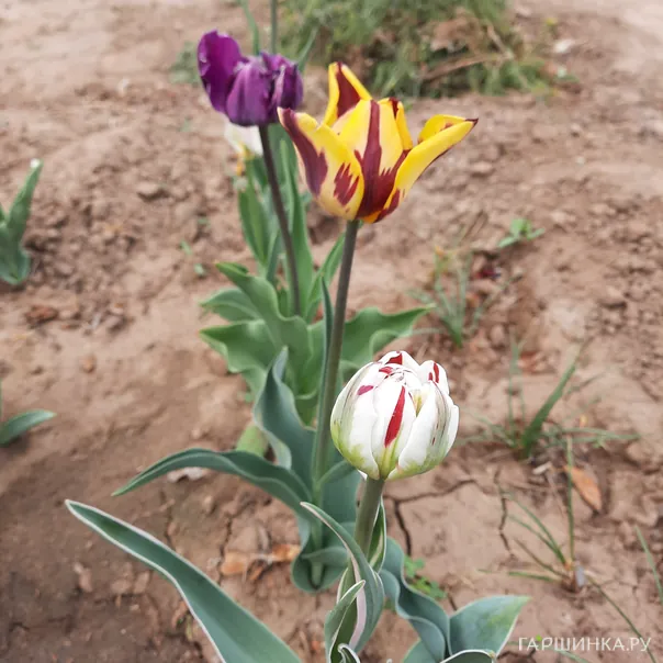 превью изображения отзыва