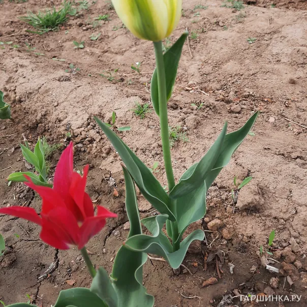 превью изображения отзыва