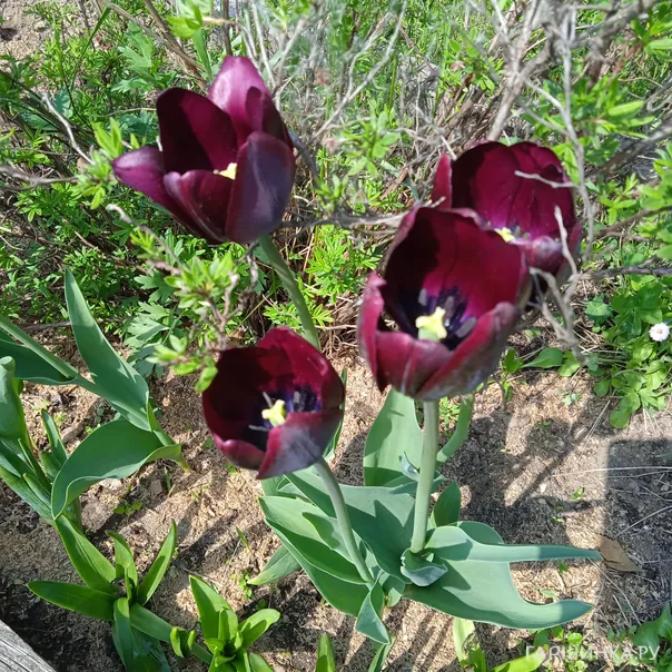 превью изображения отзыва