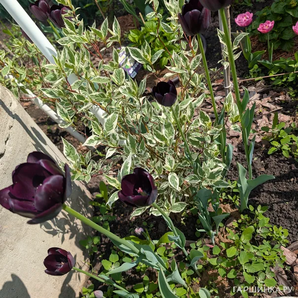 превью изображения отзыва