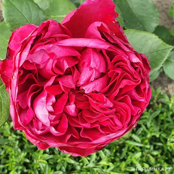 превью изображения отзыва