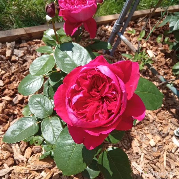 превью изображения отзыва