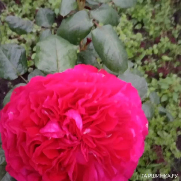 превью изображения отзыва